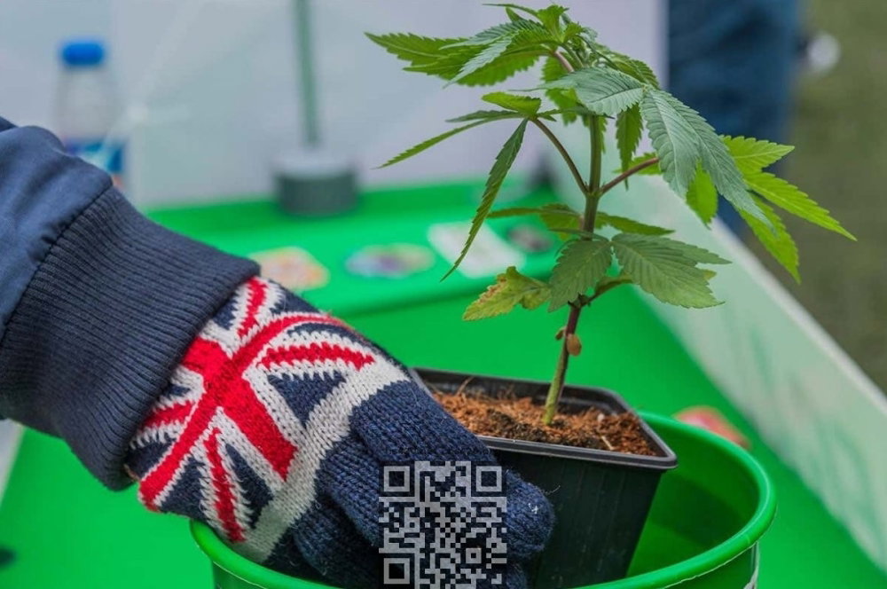 cannabis-uk.jpg