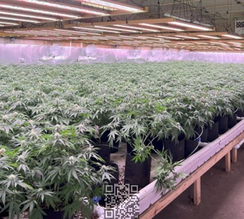 chinese-cannabis-farm-michigan.jpg