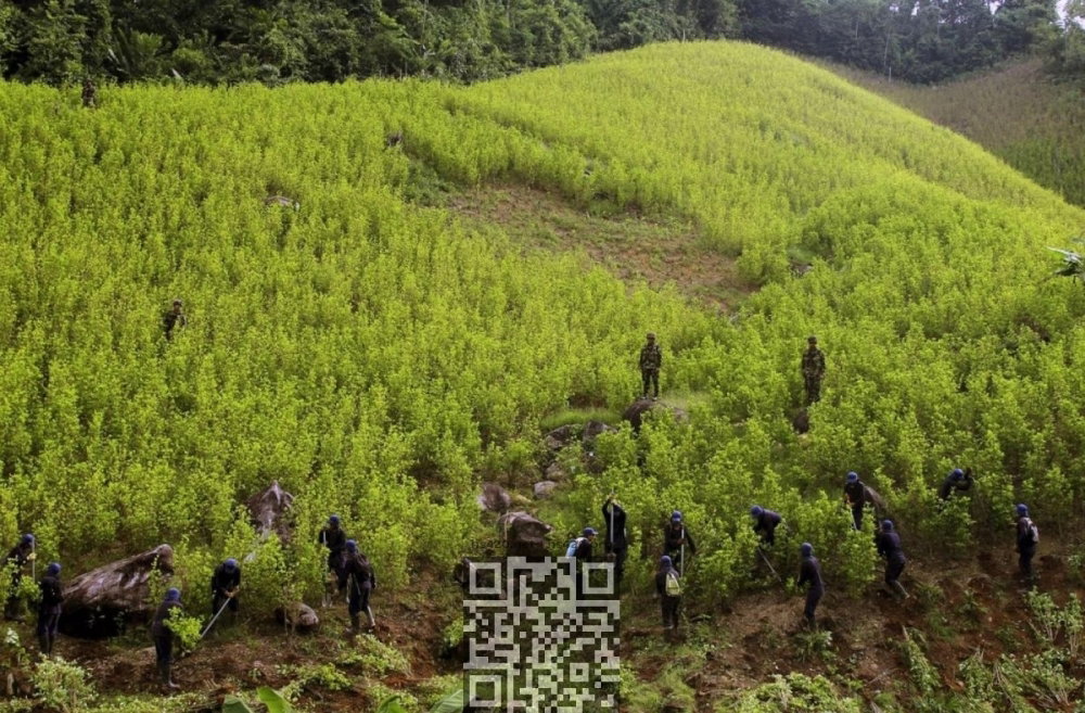 coca-grow.jpg