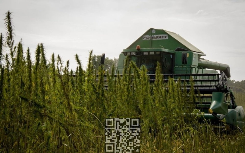 hemp-grow-russia.jpg