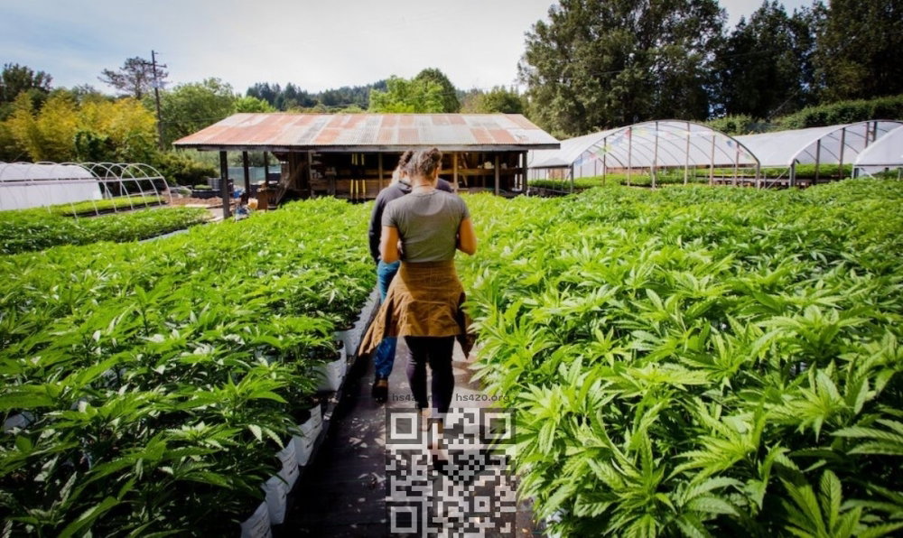 humboldt-cannabis-farm.jpg