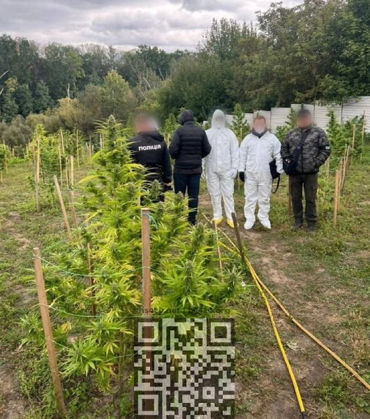 kiev-cannabis-farm.jpg