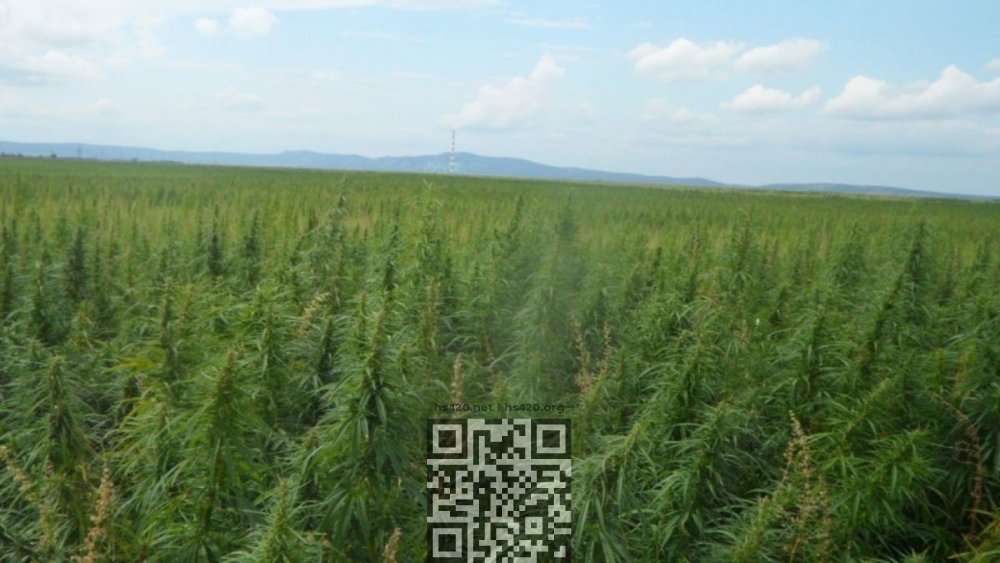 krasnoyarsk-cannabis-grow.jpg