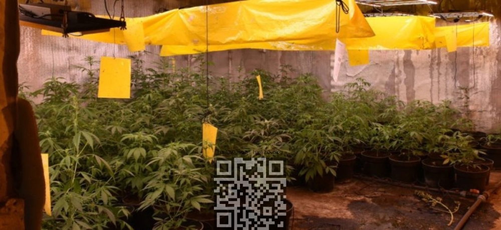 lvov-cannabis-farm.jpg