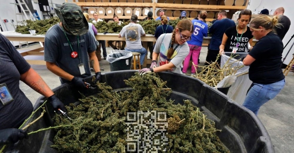 marijuana-in-bulk.jpg