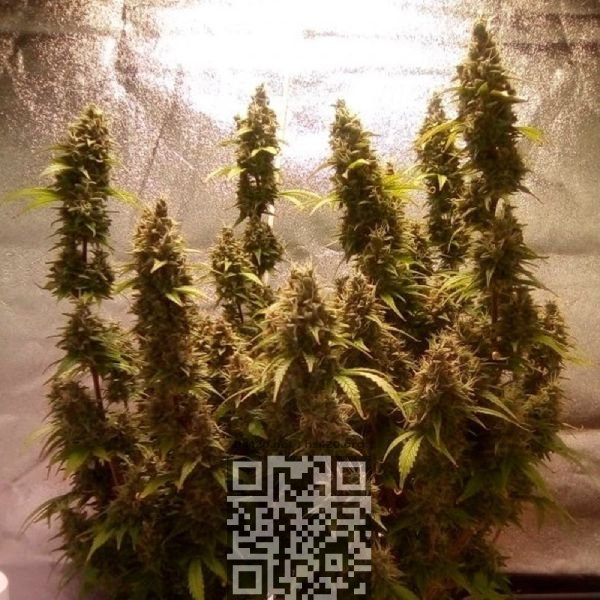moby-dick-cbd-grow.jpg