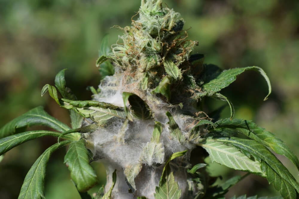 mold-that-has-formed-on-cannabis.jpg.7c252853570d77324f3a53aa4b820945.jpg
