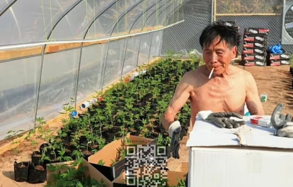 new-mexico-chinese-cannabis-worker.jpg