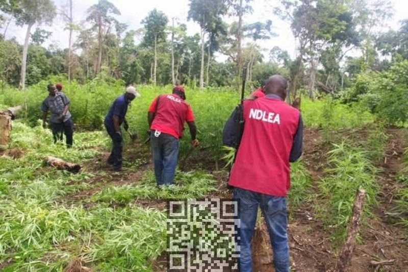 nigeria-cannabis-grow.jpg