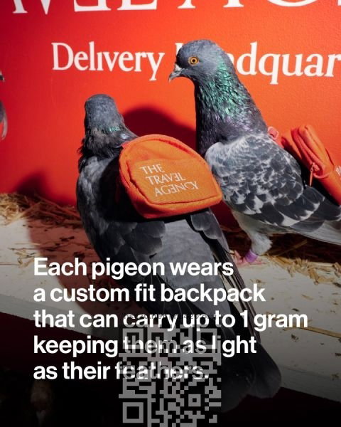 pigeons-delivering-marijuana.jpg
