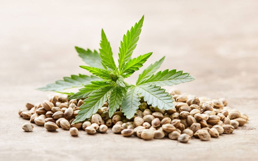 seed-to-success-unveiling-the-thriving-cannabis-seeds-market-phenomenon.thumb.webp.412a9a91b1631f1c17ec4e6e48f431c6.webp