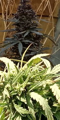 IMG_20251020_122150.jpg