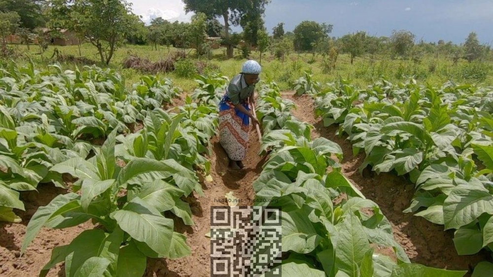 tobacco-growing.jpg