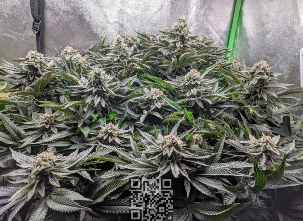watermelon-gelato-cannabis.jpg