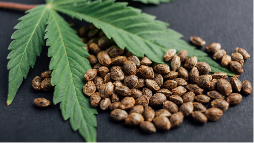 Cannabis-seeds-leaves.thumb.png.e5c22579f0bdfc724e859f240407aeb8.png