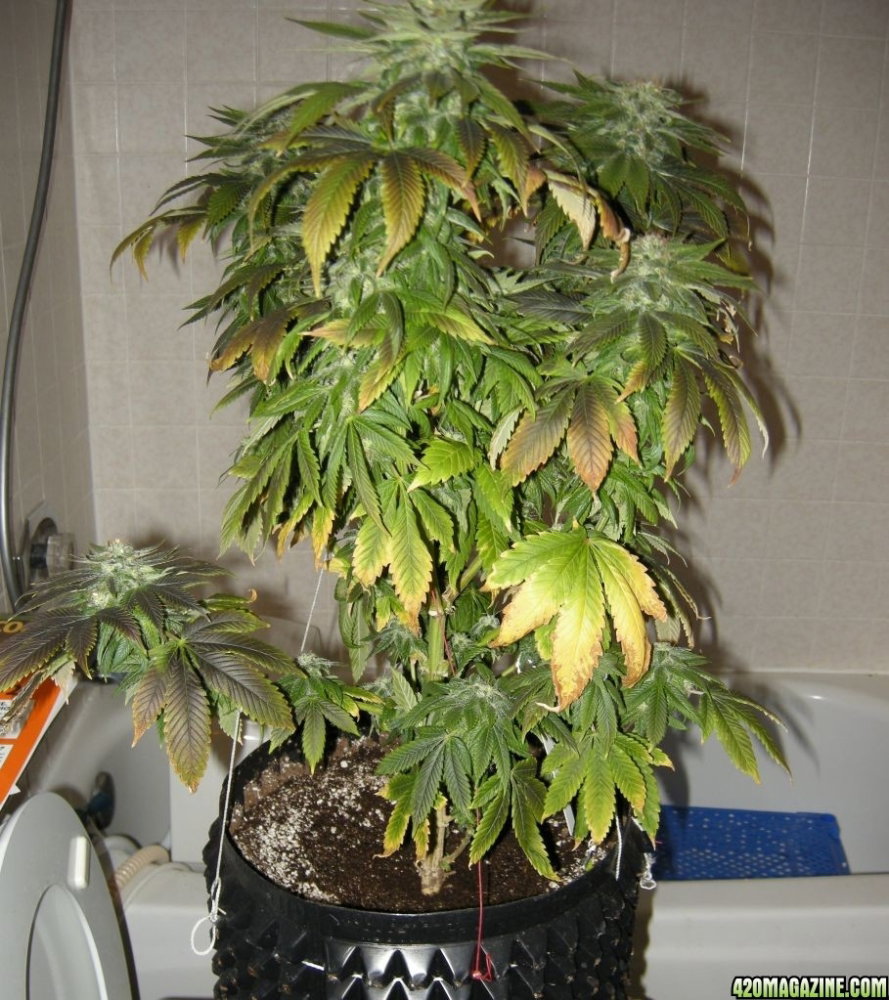 DSCN36421.thumb.jpeg.8c4fa71c08aeaee9f42874968d9d8adc.jpeg