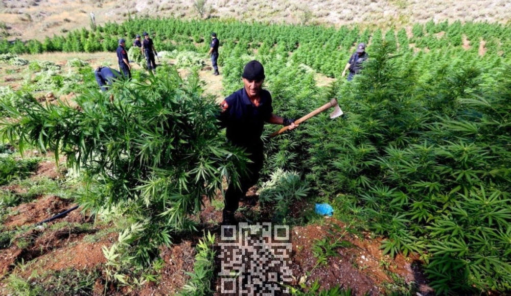 albania-cannabis-grow.jpg
