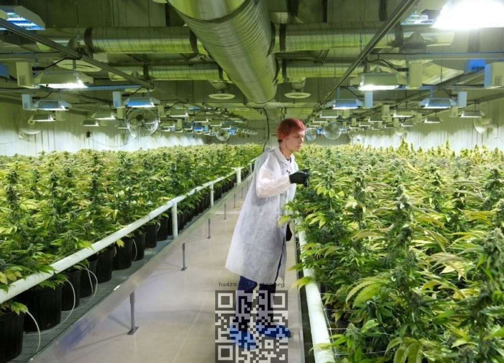 aurora-cannabis-farm.jpg