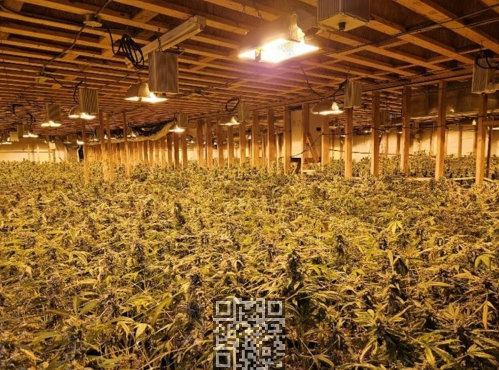 canada-illicit-cannabis-farm.jpg