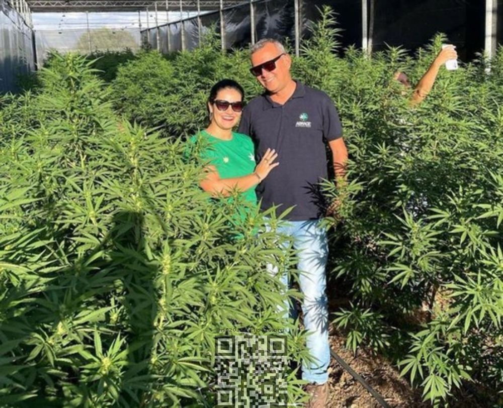 cannabis-farm-brazil.jpg