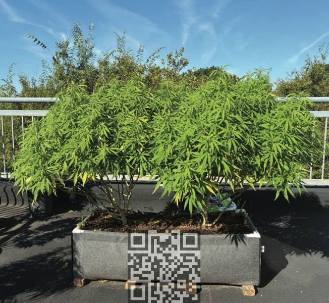 cannabis-grow-roof-top.jpg