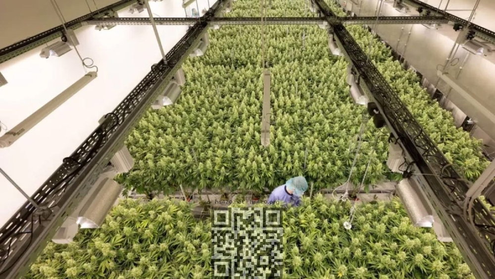 demecan-cannabis-farm.jpg