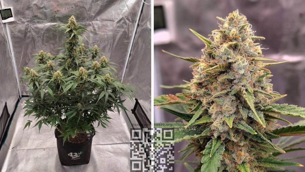 gorilla-zkittlez-cannabis.jpg