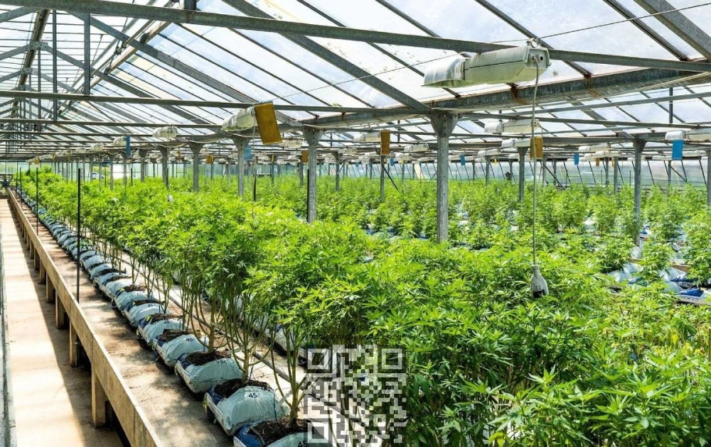 greece-cannabis-farm.jpg