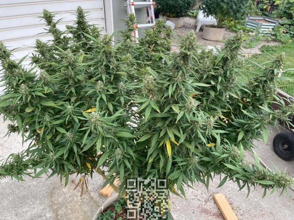 jack-herer.jpg
