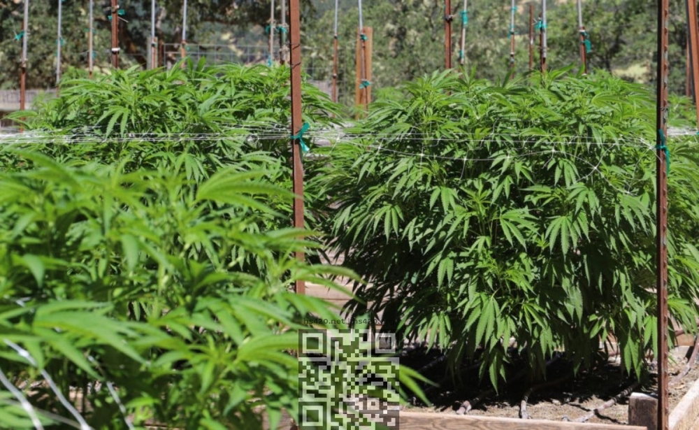 jamaica-cannabis-grow.jpg
