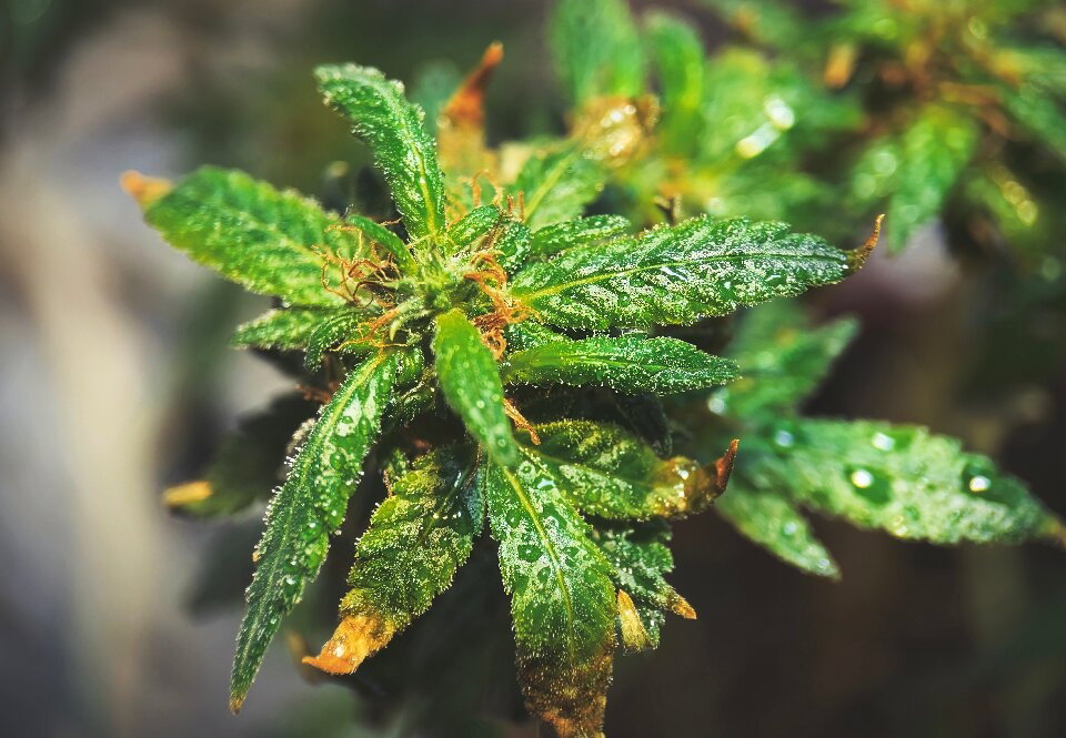 macro-shot-of-cannabis-plant-with-water-droplets-2023-11-27-05-16-27-utc.jpg.432acb048a490303787357fff4b51aee.jpg