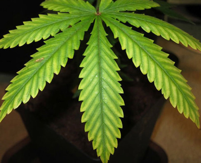 mag-deficiency-dutchpassion.jpg.9c0ae2a23b942459012049b095007356.jpg