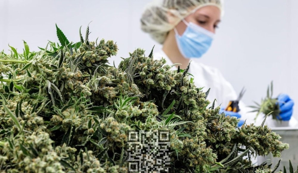 medical-cannabis.jpg