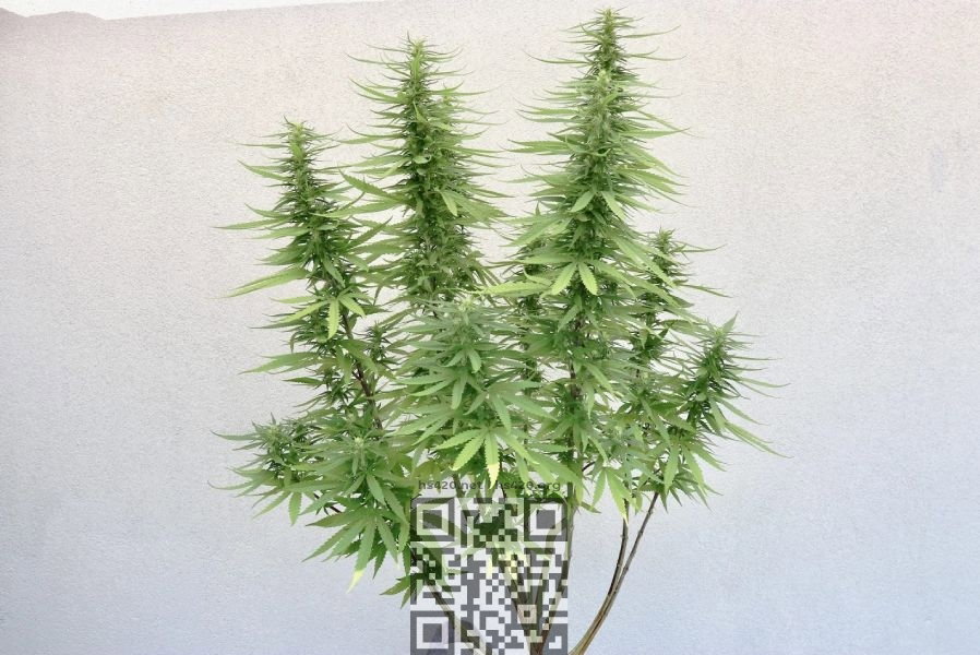 nl5-x-haze-cannabis.jpg