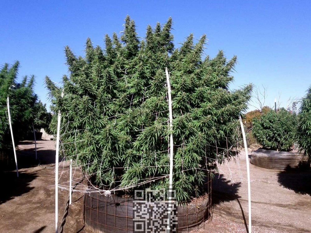 outdoor-cannabis-grow.jpg