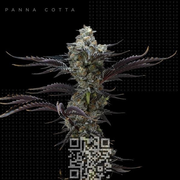 pannacotta-cannabis.jpg