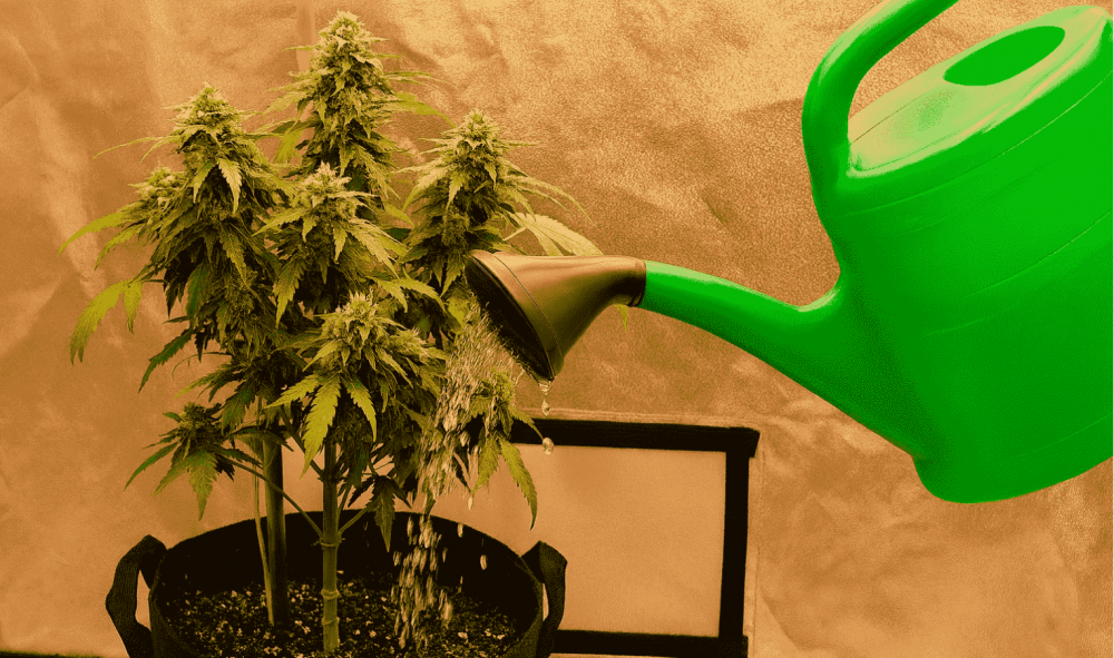 promuvka-kannabisa-1528x902-1528x902.thumb.png.33aaeb9f3a6de781f2a6c03b559296f5.png