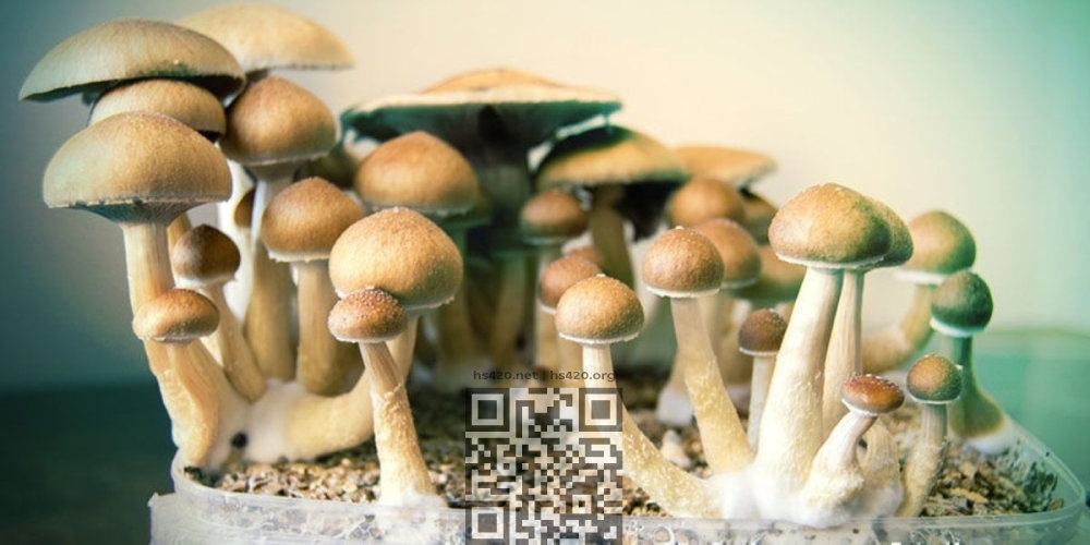 psilocybin-mushrooms.jpg