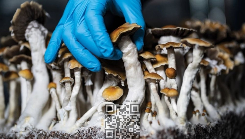 psilocybin-mushrooms.jpg