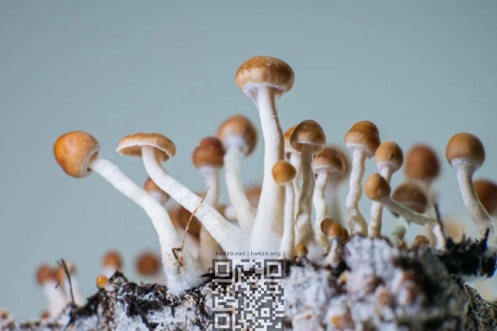 psilocybin-mushrooms.jpg