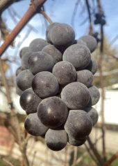 IMAGE 2025-11-21 14:26:21