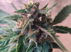 reptiloide_kush_went_purple.jpg