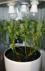 best 60W growbox