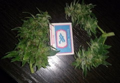 strawberry_before_trim.JPG