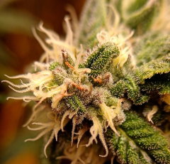 4x giant trichomes