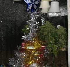 xmas_tree.jpg