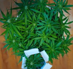 pistils.jpg