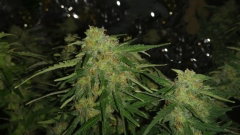 buds.jpg