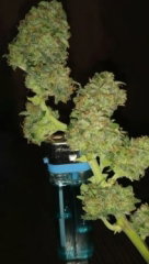 light_bud.jpg