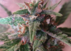bud.JPG